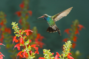 A male Broad-billed Hummingbird (Cynanthus latirostris) hfeeds on penstamen © willtu
