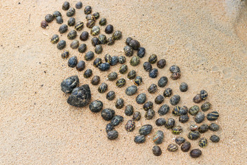 sea shells with sand as background