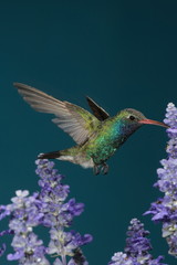 Naklejka premium A male Broad-billed Hummingbird (Cynanthus latirostris) feeds on a flowering plant