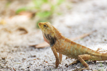 Lizard perching on pole at Thailand