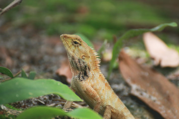 Lizard walking at Thailand