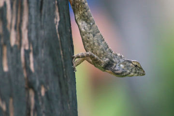 Lizard perching on pole at Thailand