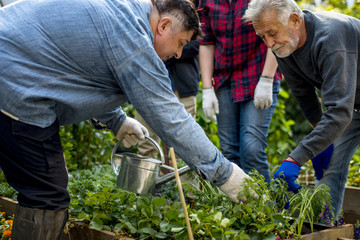 Fototapeta premium Group of people planting vegetable in greenhouse