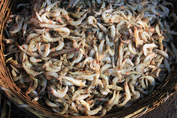 Tiger shrimp are at fish market.