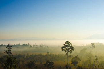 Fototapeta na wymiar Morning mist in the forest