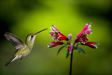 Fototapeta na wymiar An adult female magnificent Hummingbird (Eugenes fulgens) feeding