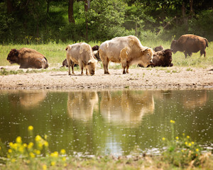 White bison pair reflected in water