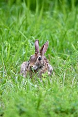 Naklejka na ściany i meble Eastern cottontail rabbit (Sylvilagus floridanus)