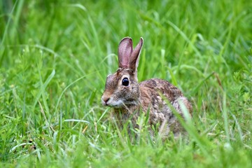Eastern cottontail rabbit (Sylvilagus floridanus)