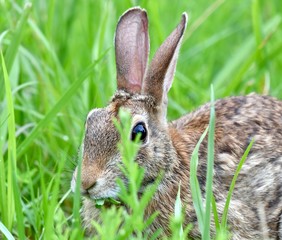Eastern cottontail rabbit (Sylvilagus floridanus)
