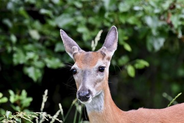 White-tailed deer (Odocoileus virginianus) buck in velvet