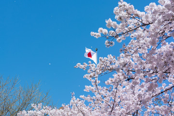japanese flag with cherry blossom.