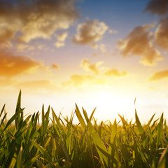 Wheat grass on the field during sunrise. Spring season.