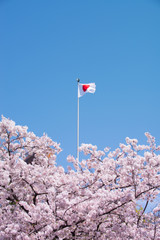 japanese flag with cherry blossom.