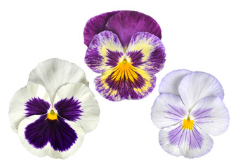 Pansies flower isolated on white background.
