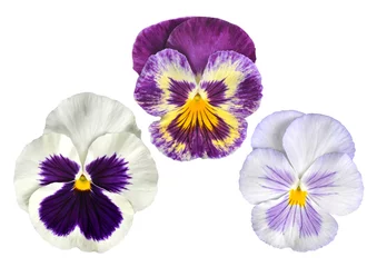 Papier Peint photo Pansies Pansies flower isolated on white background.