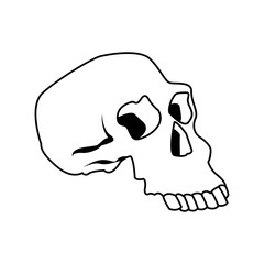 skull human structure anatomy bone icon vector illustration