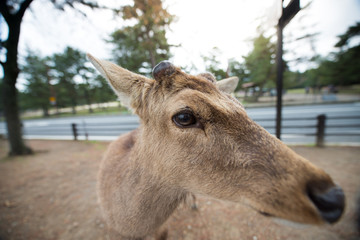 Deer in Nara Park is a public park.