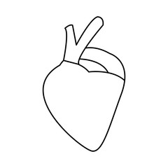 heart of human body health medicine cardiology anatomy vector illustration