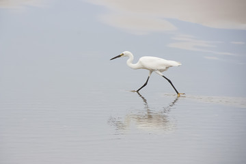 Closeup of White Heron walking in a beach finding small fish for food.