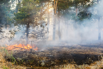 fire in the woods a lot of smoke and fire, the sunlight streaming through the smoke