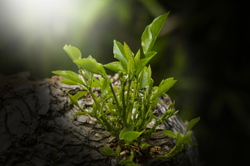 Tree of the emerging tree and effect sun light .