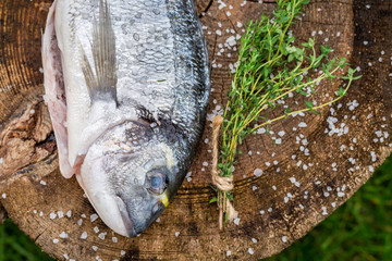 Seasoning sea bream with herbs for grill