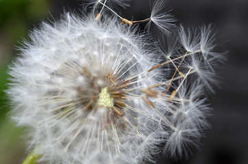 Dandelion Seed Close Up