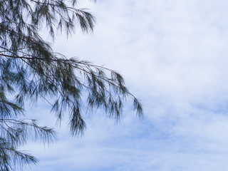 Pine tree silhouette on blue sky background