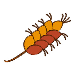 wheat cereal barley vector illustration graphic design icon