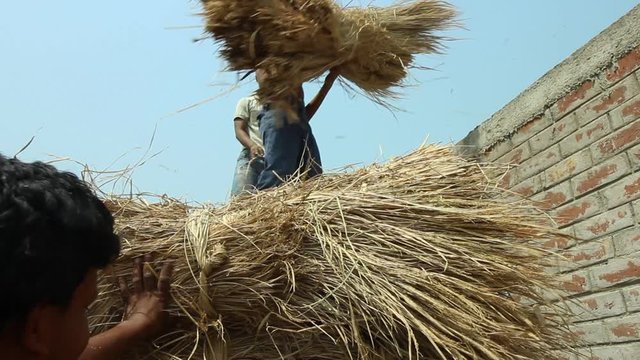 Boys grab bundle of hay from the top of a stack, low angle, in a village in Bengal, India.mov
