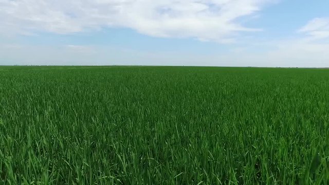 Rice Field Low Aerial Flight In California