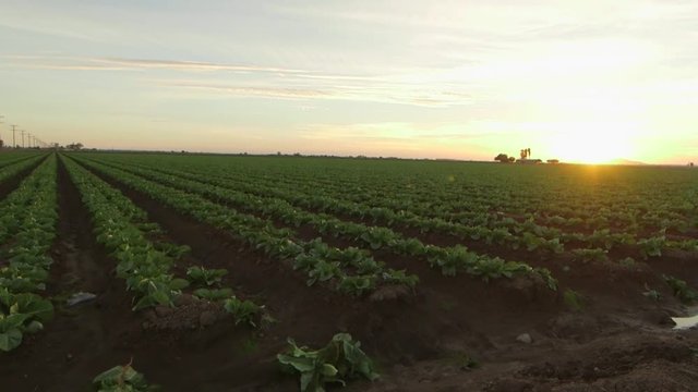 Lettuce field at sunset in Yuma