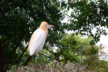 Cattle Egret