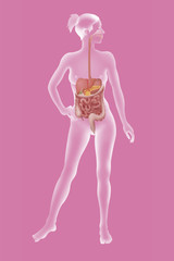 Digestive system, illustration