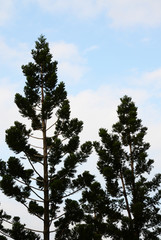 Conifer tree against blue sky