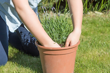 Closeup view of the teenage girl is planting lavender in the pot outdoors.