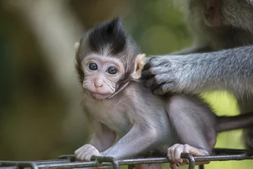 Papier Peint photo Singe Monkey family at sacred monkey forest Ubud Bali Indonesia.