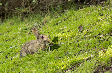 Rabbit Thamesmead