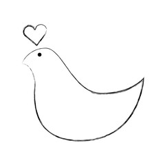 dove with heart love card vector illustration design