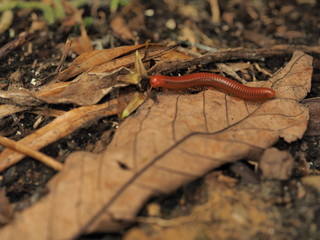 Millipede is on dry leaf