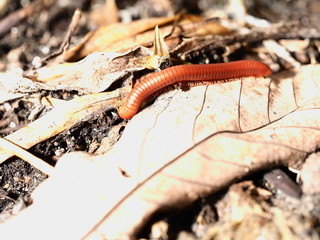 Millipede is on dry leaf