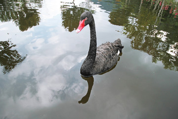 Naklejka premium One black Swan floating on the lake surface.