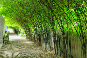 Empty walkway runs through tall bamboo tree garden with sun light