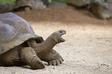 Giant turtles, dipsochelys gigantea in island Mauritius