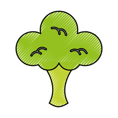 broccoli fresh vegetable isolated icon vector illustration design
