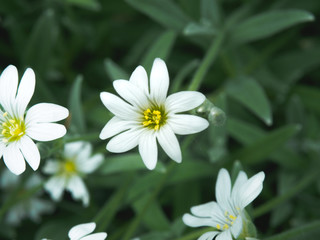 White flower in garden. Small white flowers shooting with soft focus. Fresh wild flowers for romantic and eco design. Blurred backdrop.