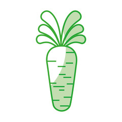 carrot fresh vegetable isolated icon vector illustration design