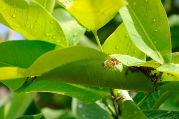 Red ant's nest on tree leafs. 