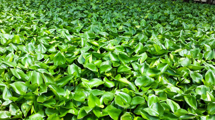 Hyacinth in the swamp